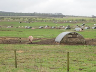 084-_happy_pig_farm.jpg.jpg