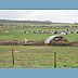 084-_happy_pig_farm.jpg.jpg