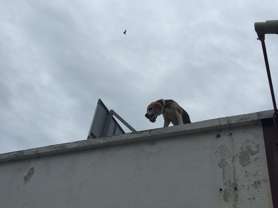 328-doggoyle_barking_from_roof.jpg