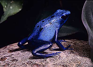 27-blue_guamanian_poison_dart_frog_-_before_stepping_on.jpg