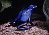 27-blue_guamanian_poison_dart_frog_-_before_stepping_on.jpg