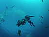 072-diving_amongst_the_fishlife.jpg