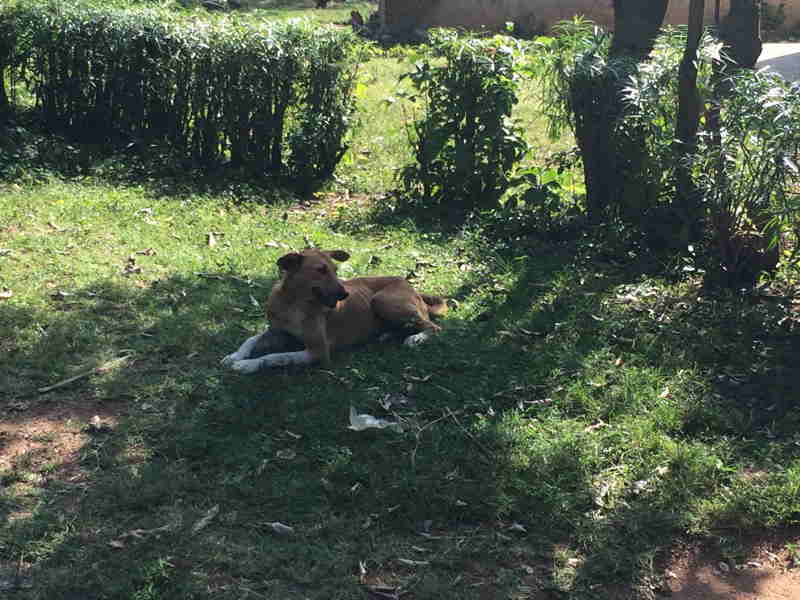 021-kenyan_dog_resting.jpg