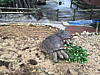 038-turtles_at_okinawa_world.jpg