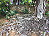 055-impressive_tree_roots_at_okinawa_world.jpg