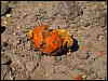 terminated_pumpkin.jpg